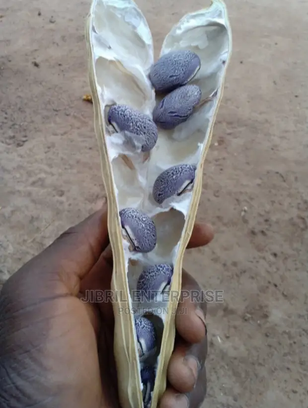 African Sword (Canavalia Gladiata)