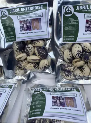 Whitish Purple African Sword Beans (Canavalia Gladiata)