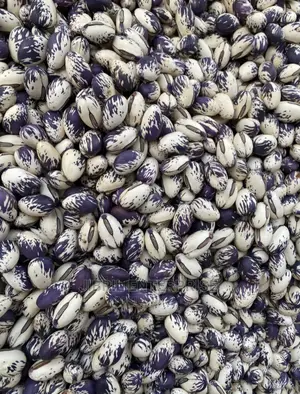 Whitish Purple African Sword Beans (Canavalia Gladiata)