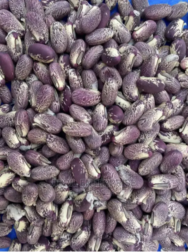 Purplish Sword Beans (Canavalia Gladiata)