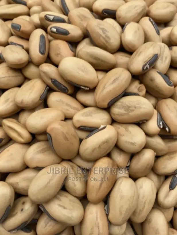 Yellowish Sword Beans (Canavalia Gladiata)