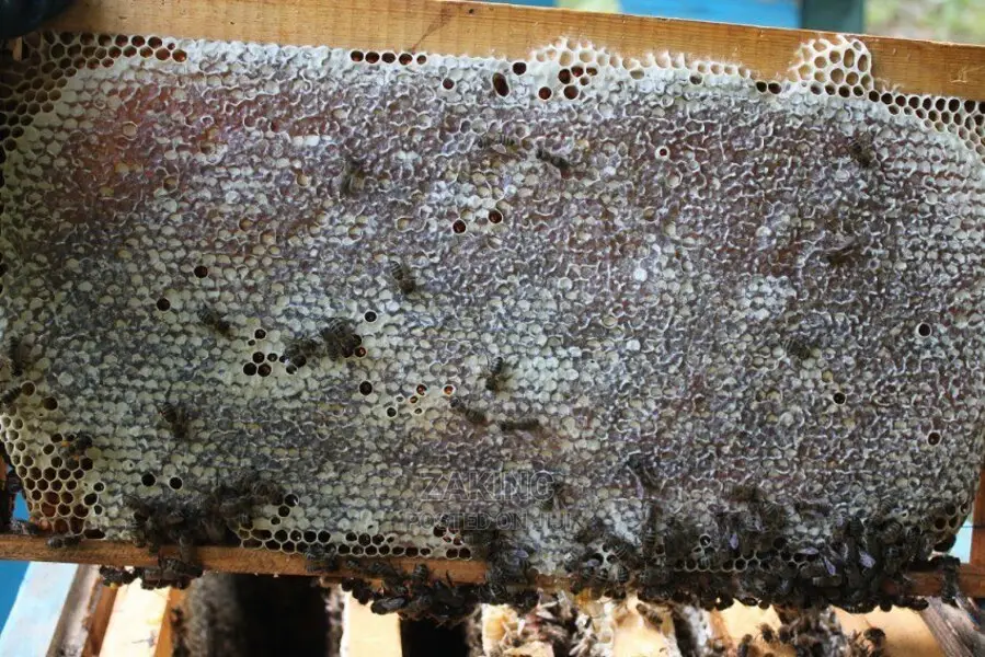 Premium Unprocessed Raw Honey