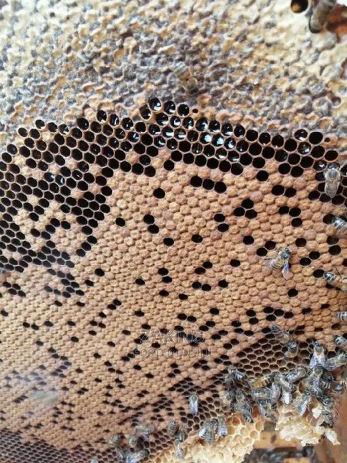 Premium Unprocessed Raw Honey