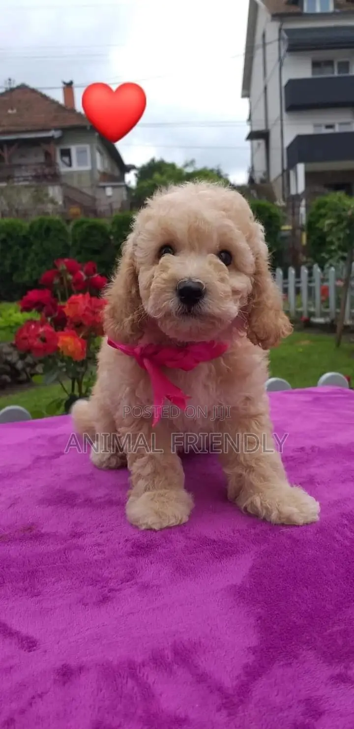1-3 months Female Purebred Lhasa Apso