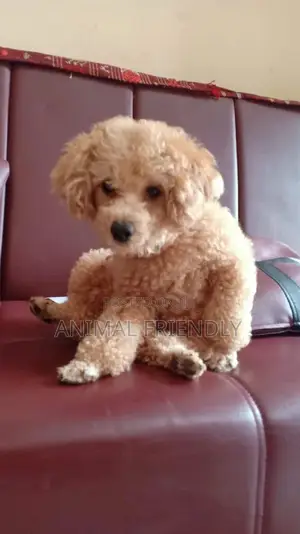 1-3 months Male Purebred Poodle