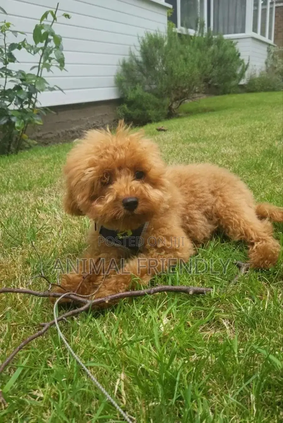1-3 months Female Purebred Poodle