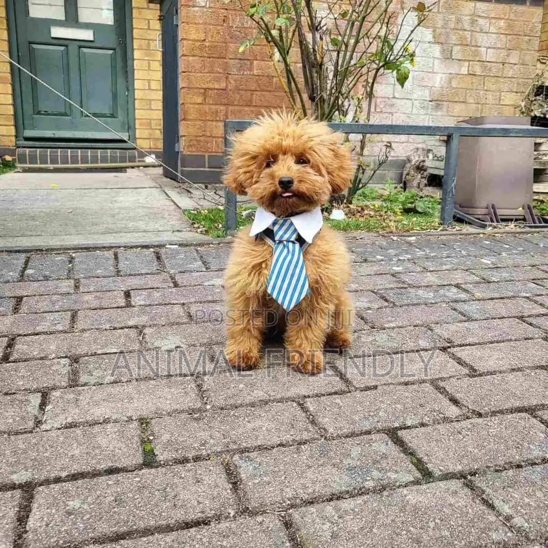 1-3 months Male Purebred Poodle