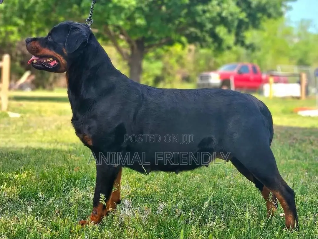 1-3 months Male Purebred Rottweiler
