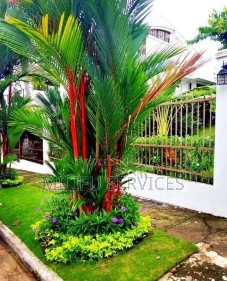 Red Lipstick Palm