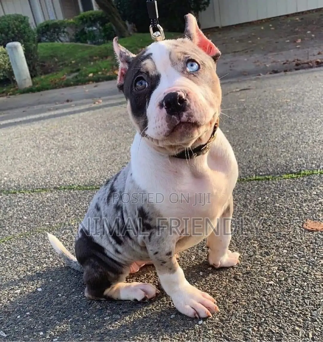 1-3 months Female Purebred American Pit Bull Terrier