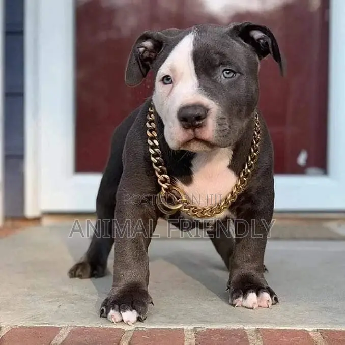 1-3 months Male Purebred American Pit Bull Terrier