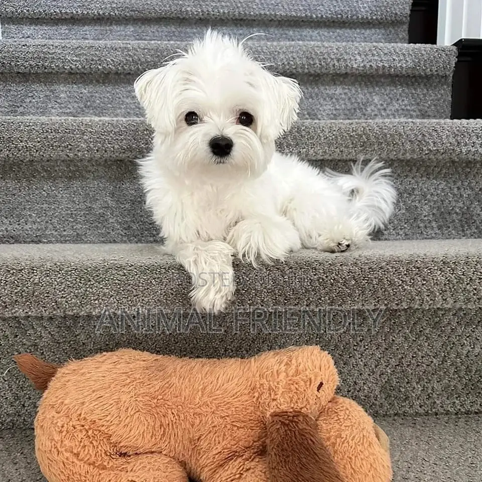 1-3 months Male Purebred Poodle