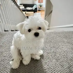 1-3 months Male Purebred Maltese