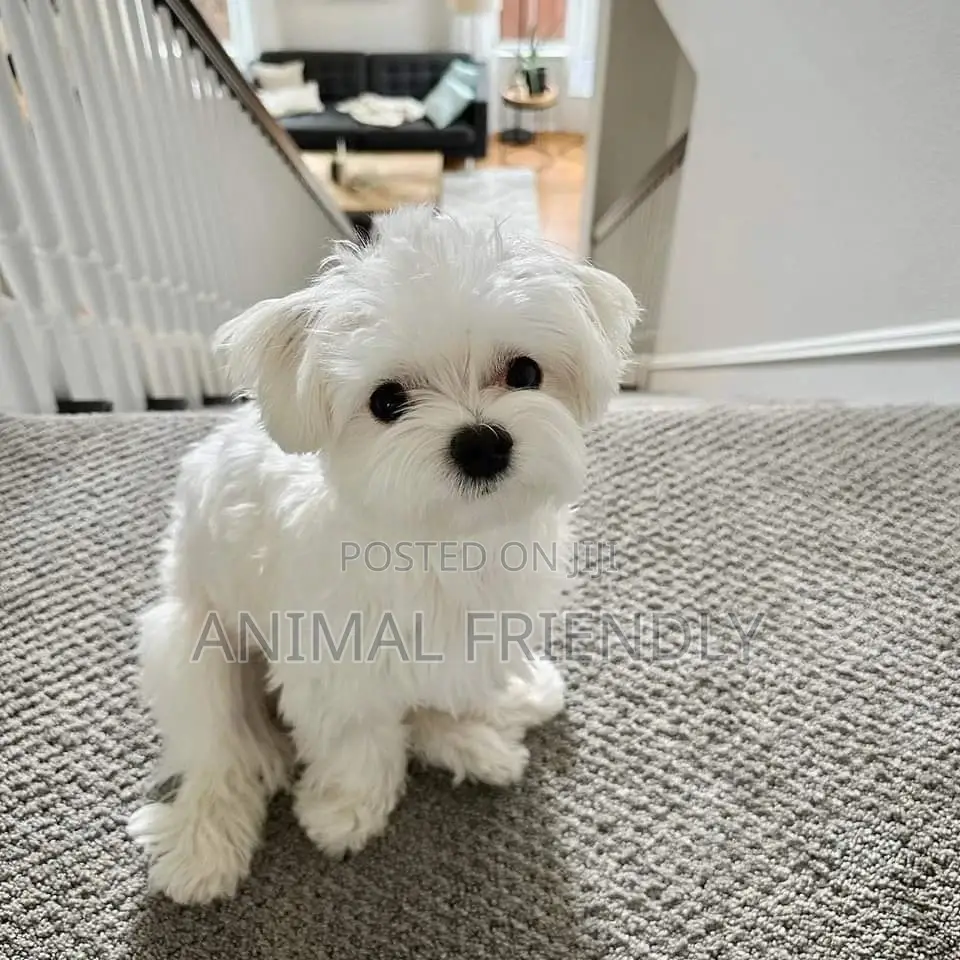 1-3 months Male Purebred Maltese