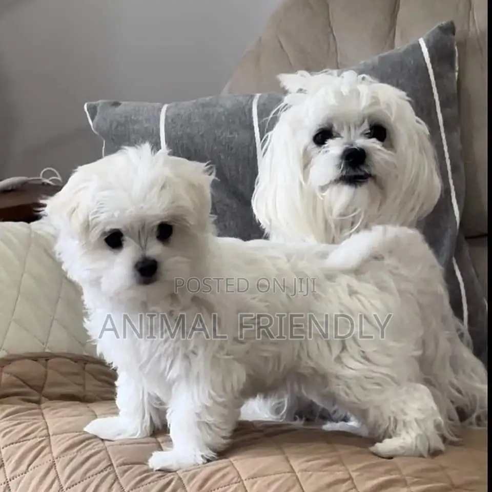 1-3 months Female Purebred Maltese