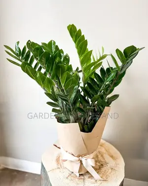 Zz Plant for Sale