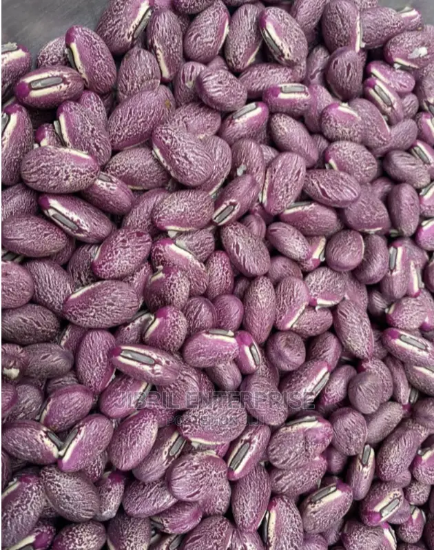 Reddish Sword Beans (Canavalia Gladiata)