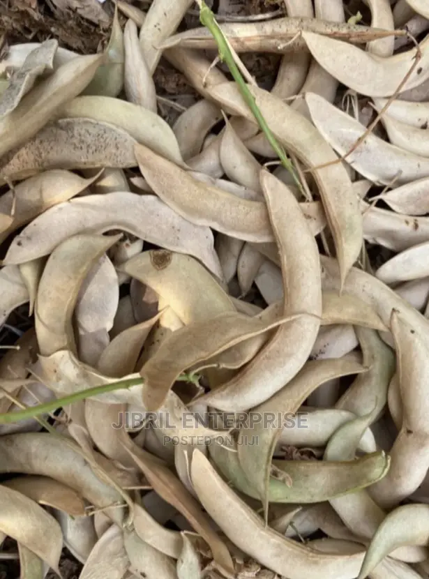 Red Lima Beans (Phaseolus Lunatus)