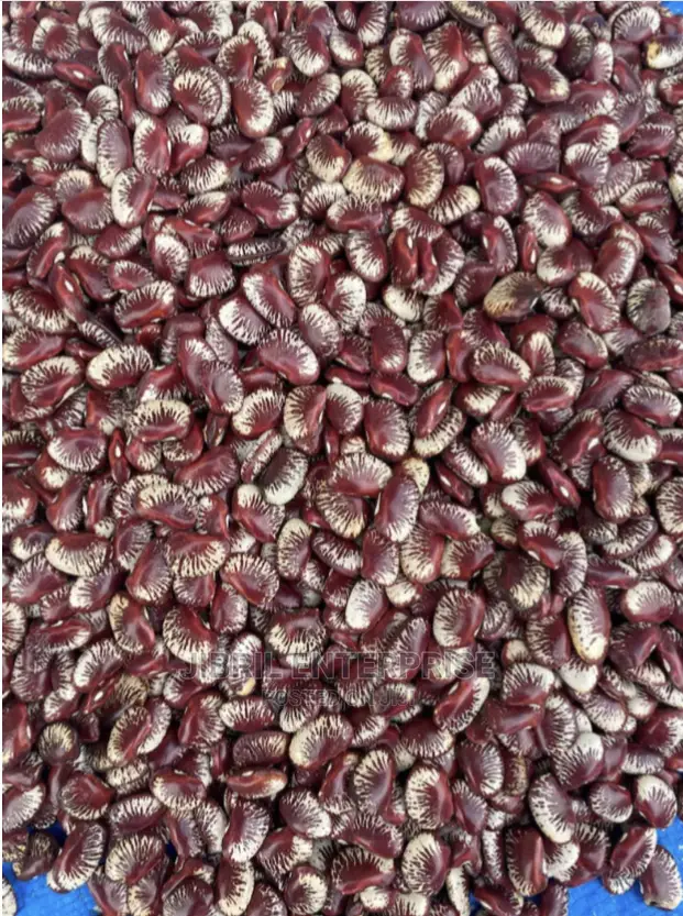 Madagascar Lima Beans (Phaseolus Lunatus)