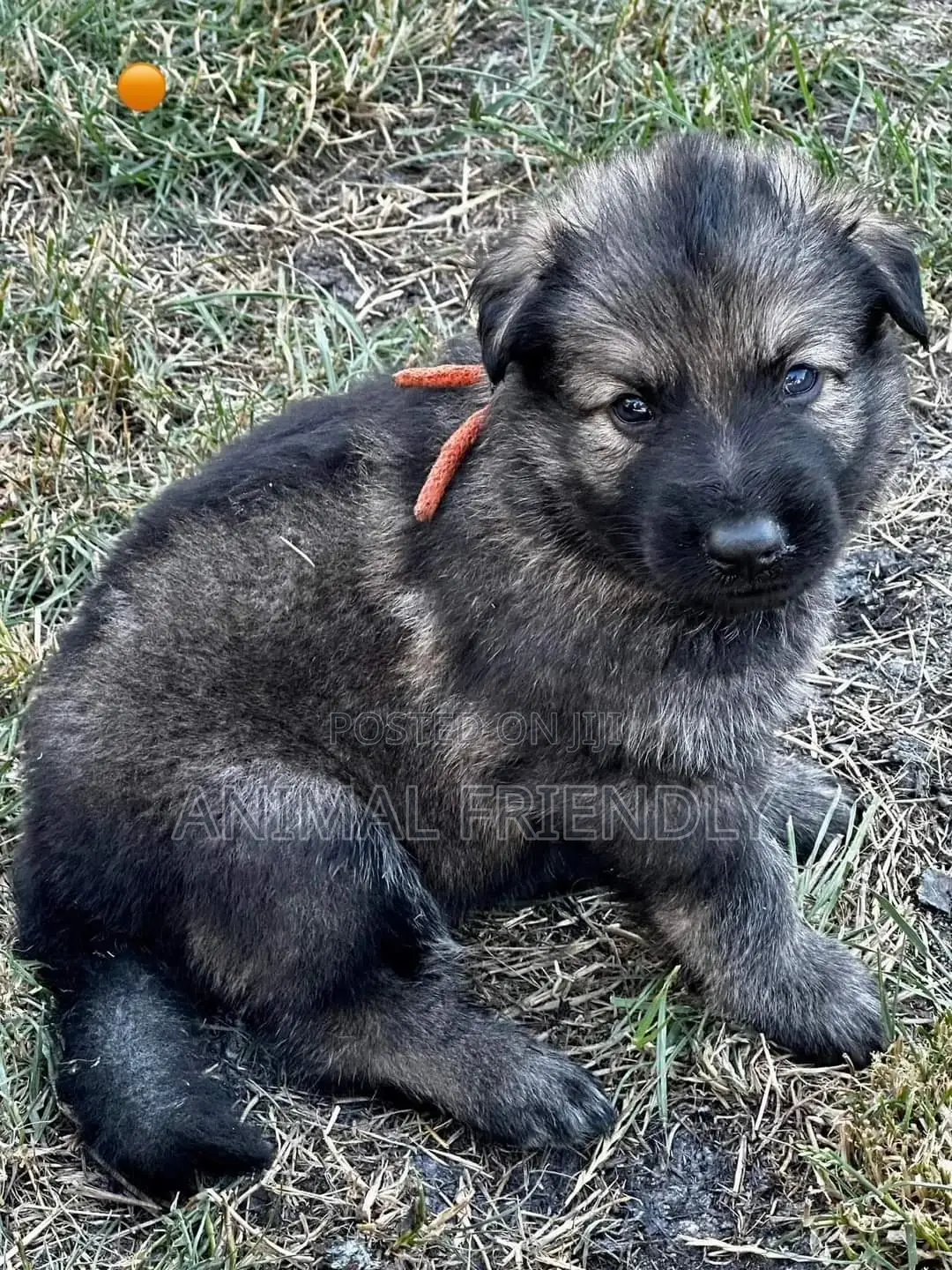 1-3 months Male Purebred Caucasian Shepherd