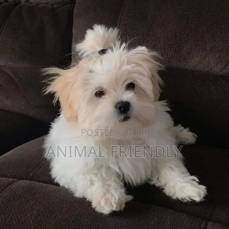 1-3 months Male Purebred Lhasa Apso