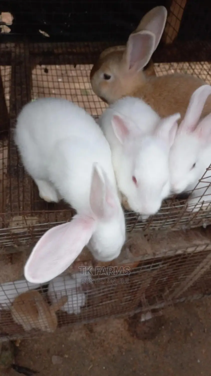 Rabbit at an Affordable Prices