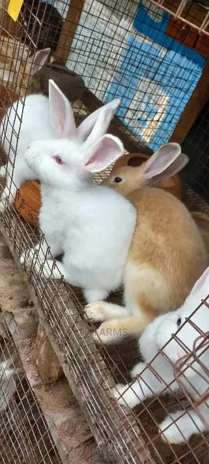 Rabbits in Ghana for sale Prices on Jiji.com.gh