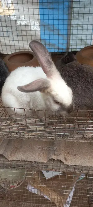 Rabbit at an Affordable Prices