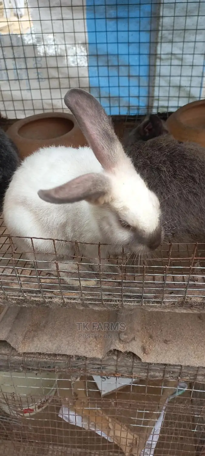Rabbit at an Affordable Prices