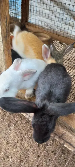 Rabbit at an Affordable Prices