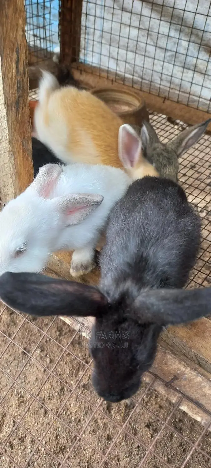 Rabbit at an Affordable Prices