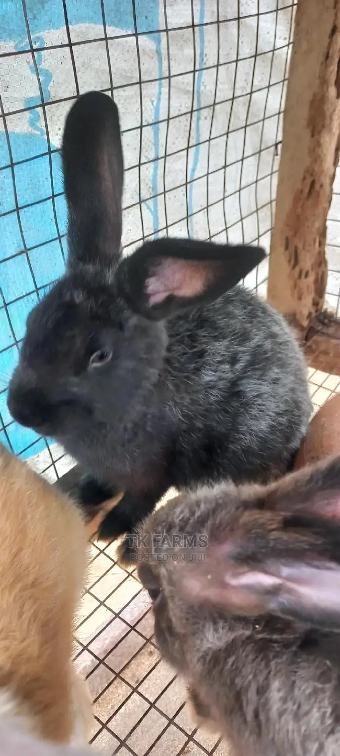 Rabbit at an Affordable Prices