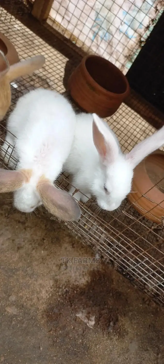 Rabbit at an Affordable Prices