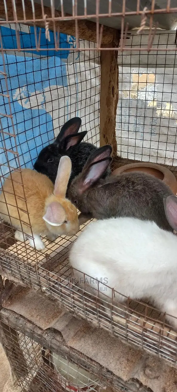 Rabbit at an Affordable Prices