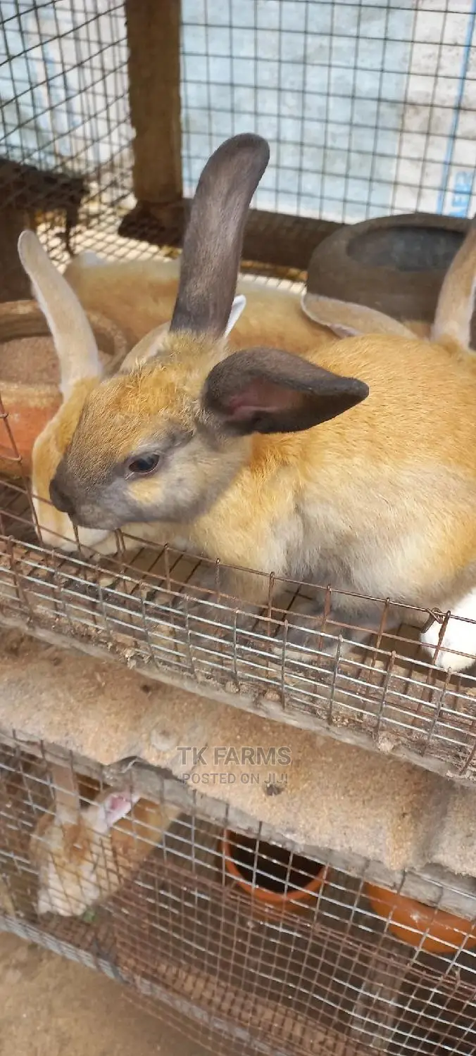 Rabbit at an Affordable Prices