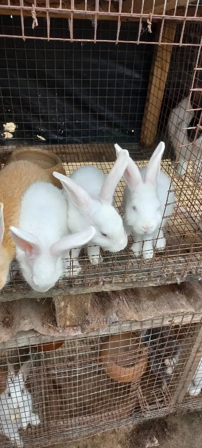 Rabbit at an Affordable Prices