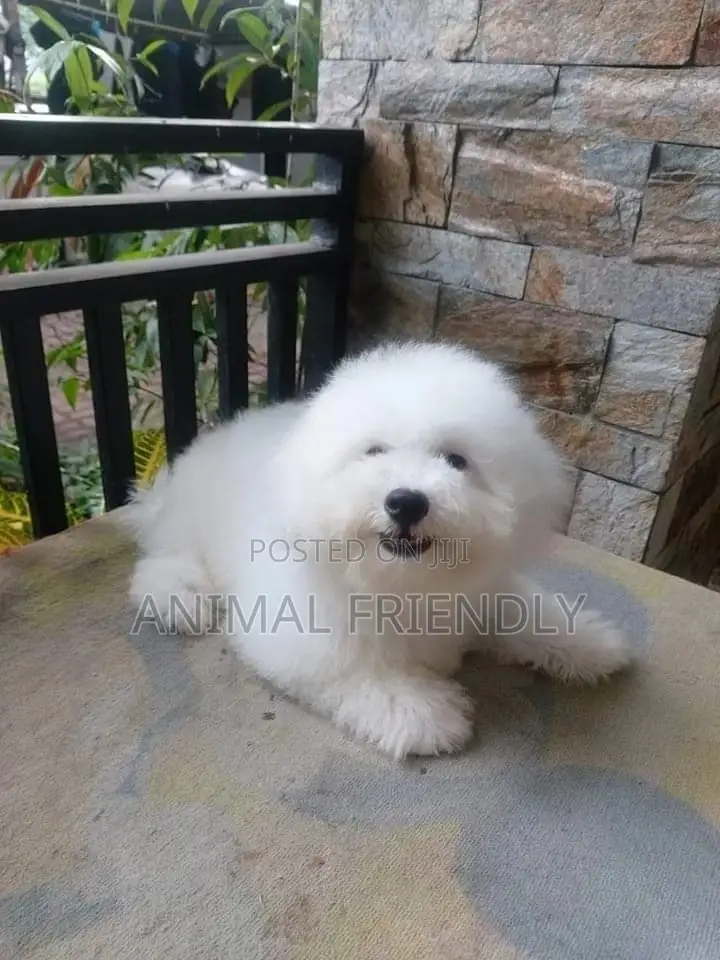 1-3 months Male Purebred Bichon Frise