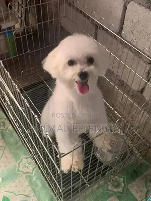 1-3 months Male Purebred Maltese