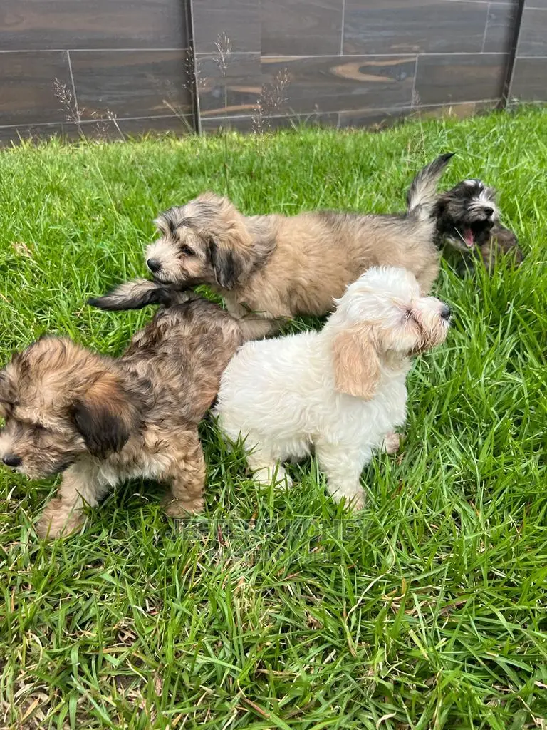 1-3 months Male Purebred Poodle
