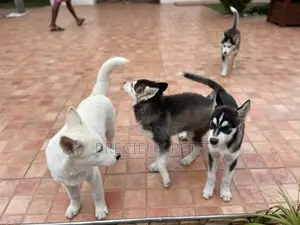 3-6 months Male Purebred Siberian Husky