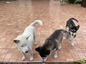 3-6 months Male Purebred Siberian Husky