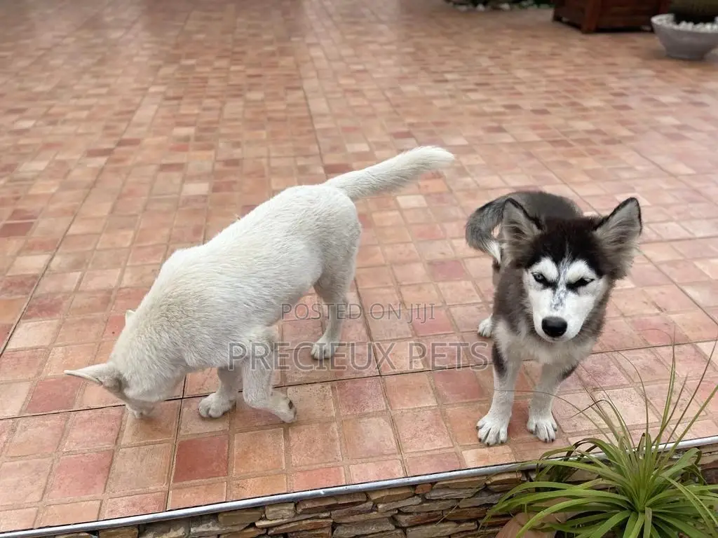 3-6 months Male Purebred Siberian Husky