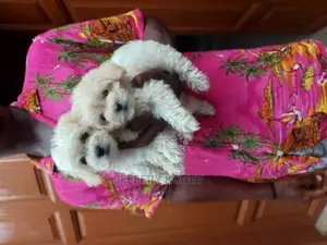 1-3 months Female Purebred Maltese