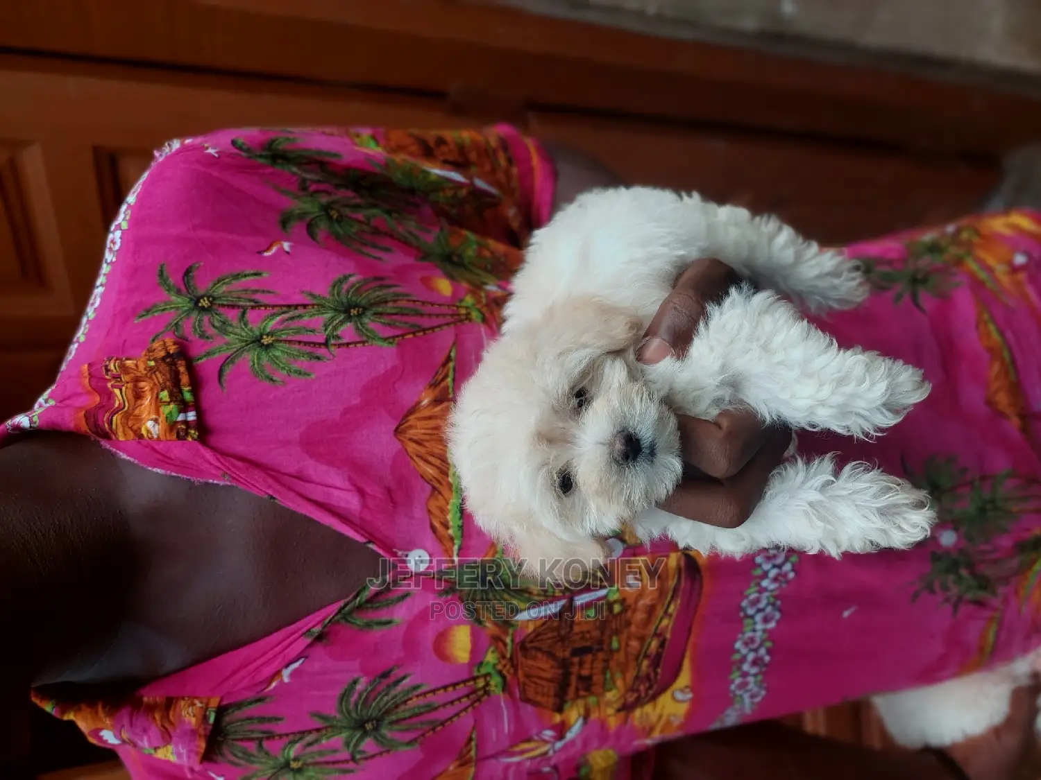 1-3 months Female Purebred Maltese