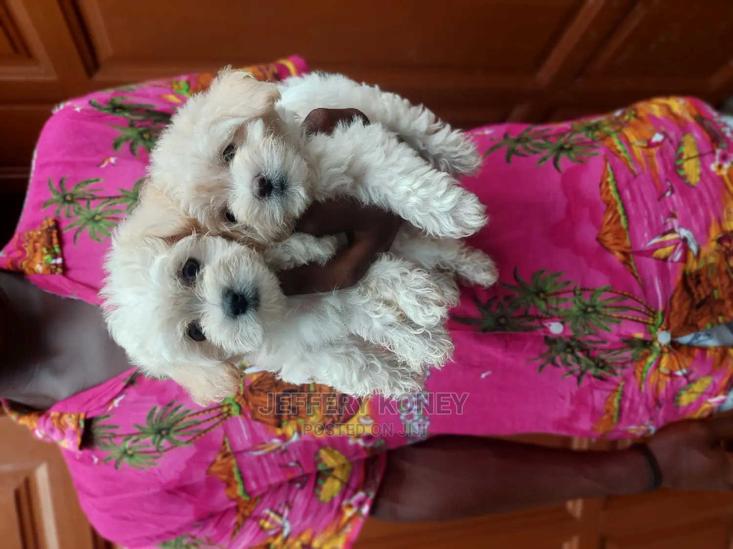 1-3 months Female Purebred Maltese