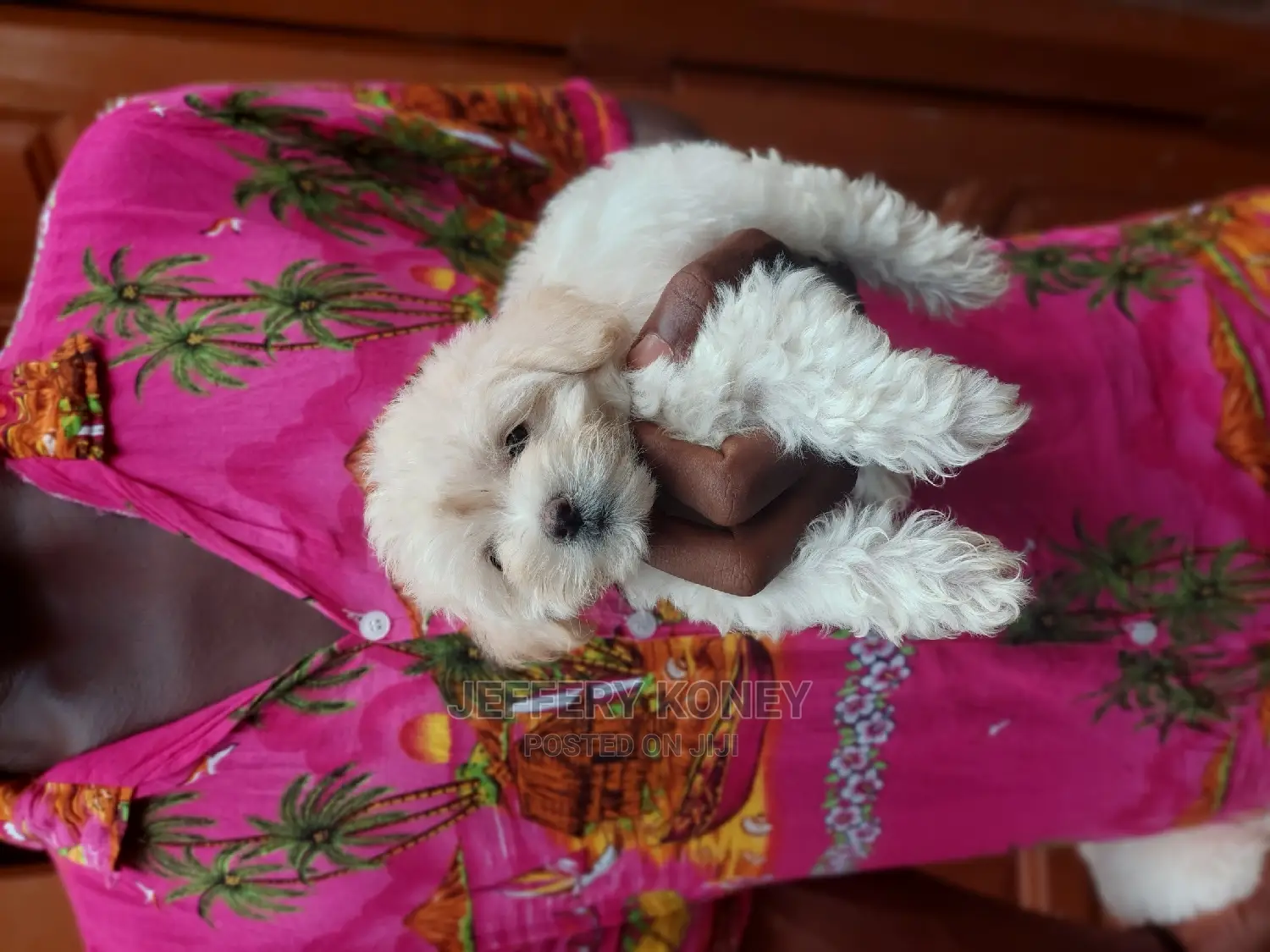 1-3 months Female Purebred Maltese