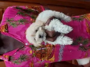 1-3 months Female Purebred Maltese
