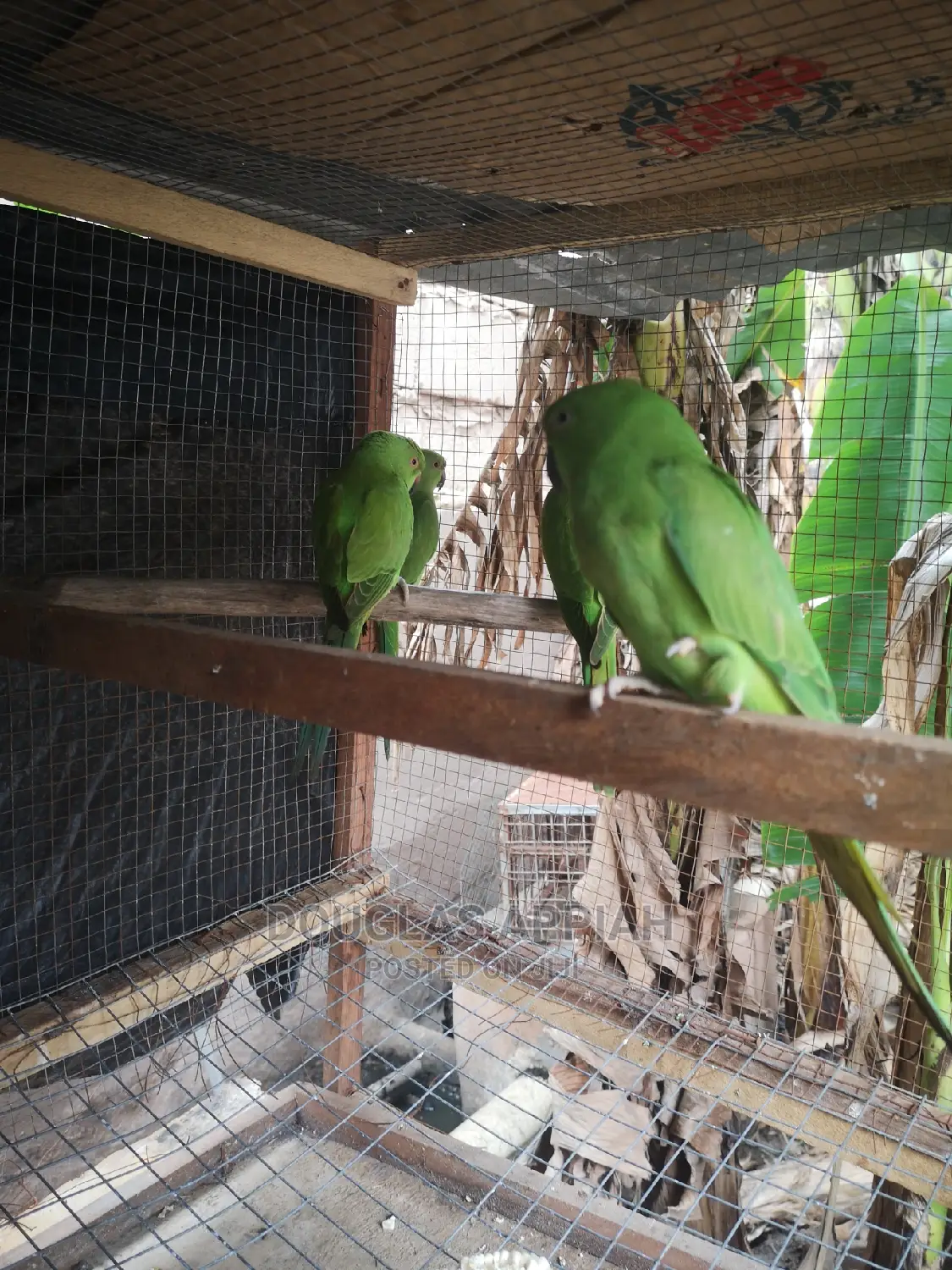 Beautifully Ringneck Parrots