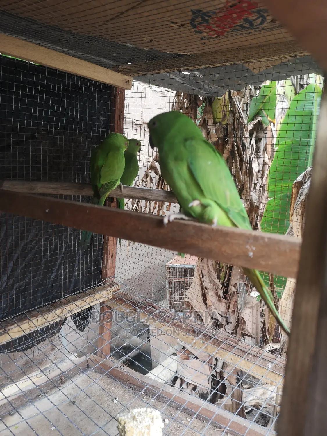 Beautifully Ringneck Parrots