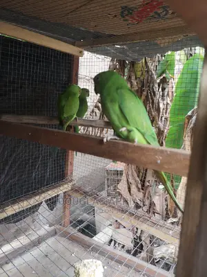 Beautifully Ringneck Parrots